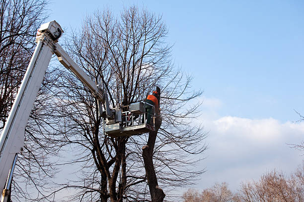 Best Seasonal Cleanup (Spring/Fall)  in Fairview Park, OH